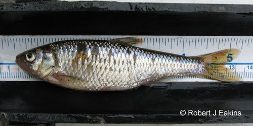 Striped Shiner photograph