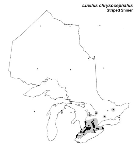 Striped Shiner range
