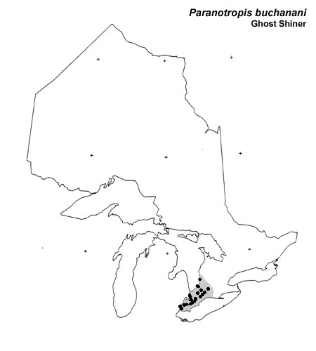 Ghost Shiner range