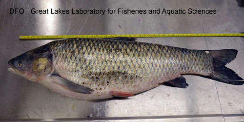 Grass Carp photograph