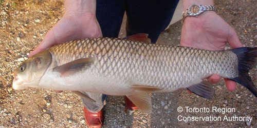 Grass Carp photograph