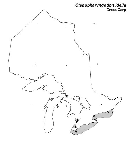 Grass Carp range