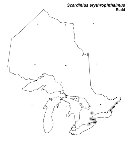 Rudd range