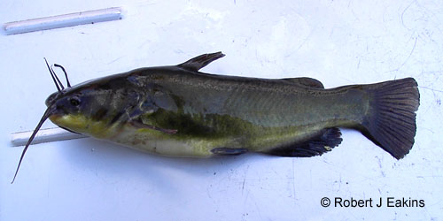 Black Bullhead photograph