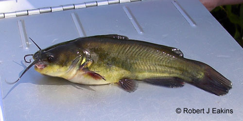 Black Bullhead photograph