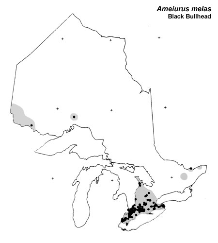 Black Bullhead range