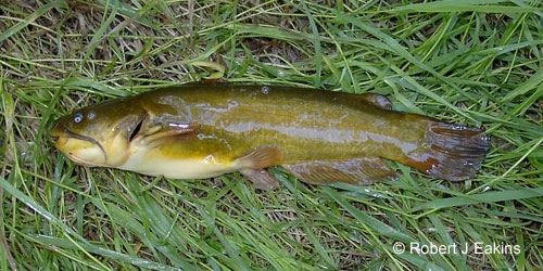 Yellow Bullhead photograph