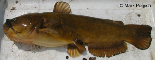 Yellow Bullhead photograph