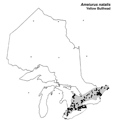 Yellow Bullhead range
