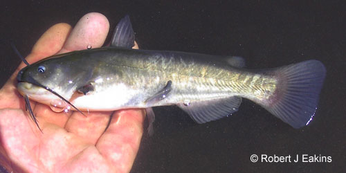 Brown Bullhead photograph