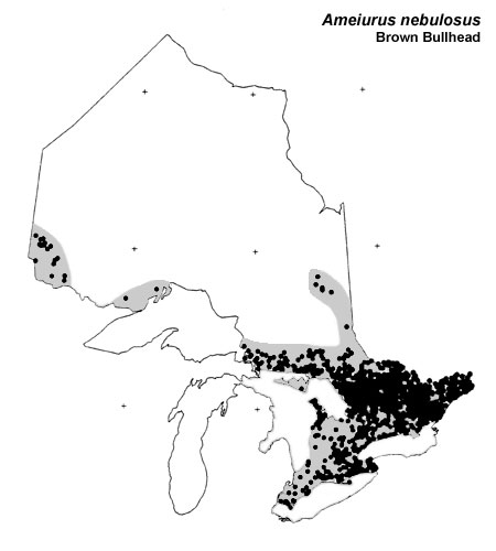 Brown Bullhead range