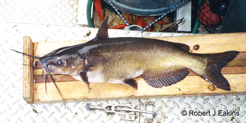 Channel Catfish photograph