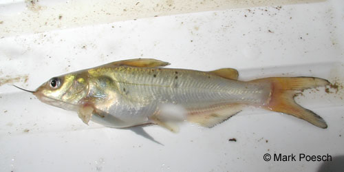 Channel Catfish photograph