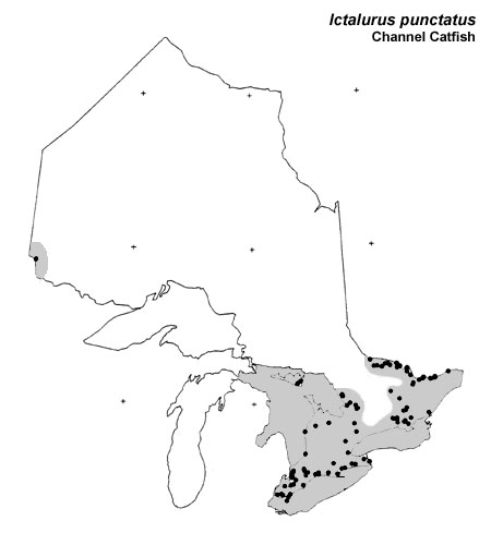 Channel Catfish range