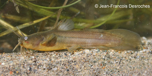 Tadpole Madtom photograph