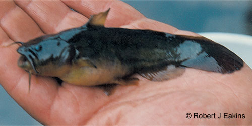 Tadpole Madtom photograph