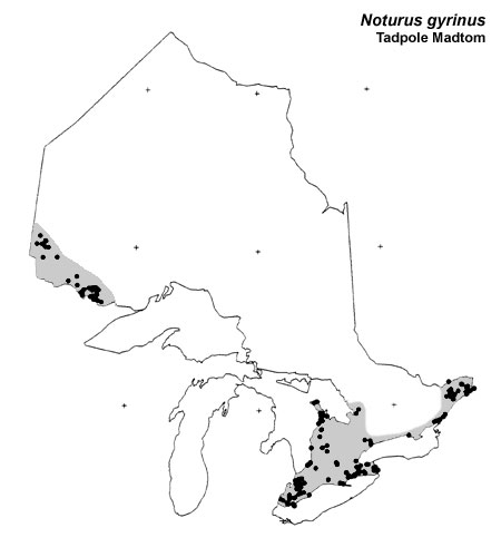 Tadpole Madtom range