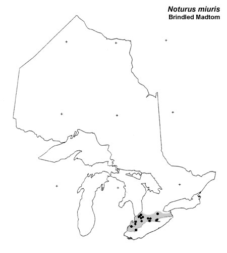 Brindled Madtom range