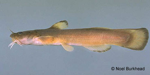 Margined Madtom photograph