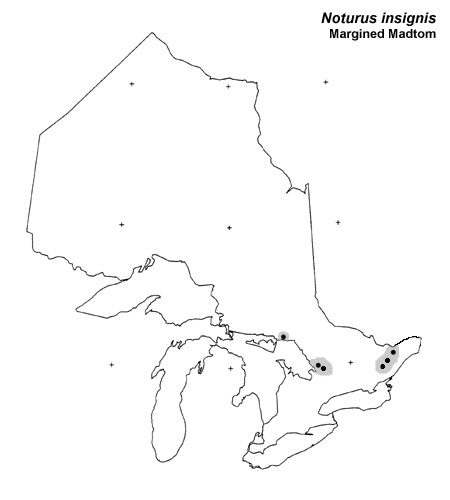 Margined Madtom range