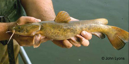 Flathead Catfish photograph