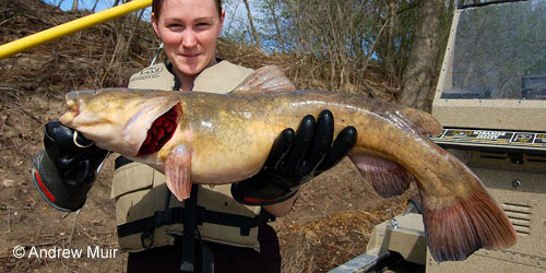 Flathead Catfish photograph