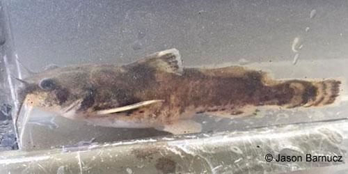 Northern Madtom photograph
