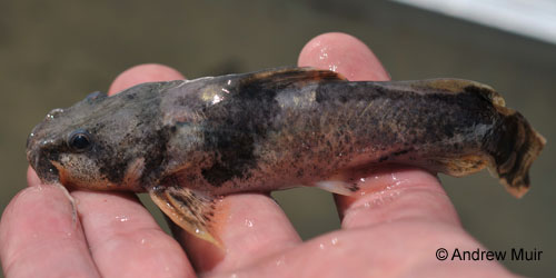 Northern Madtom photograph