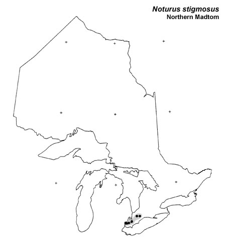 Northern Madtom range
