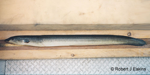 American Eel photograph