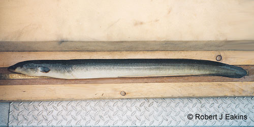 American Eel photograph