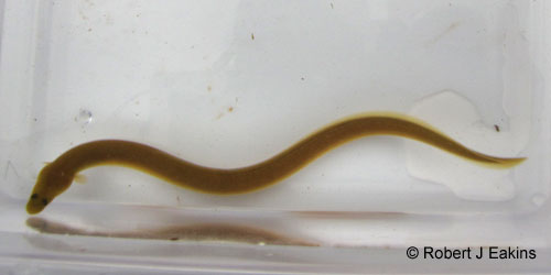 American Eel photograph