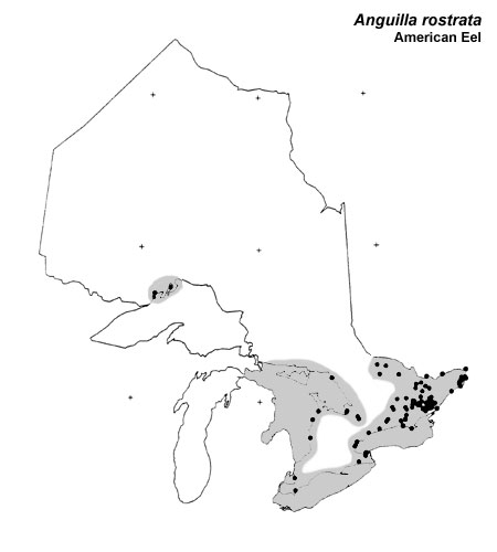 American Eel range