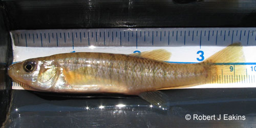 Banded Killifish photograph