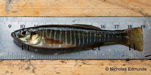 Banded Killifish photograph