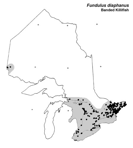 Banded Killifish range