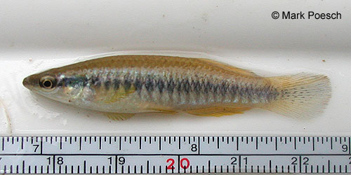 Blackstripe Topminnow photograph