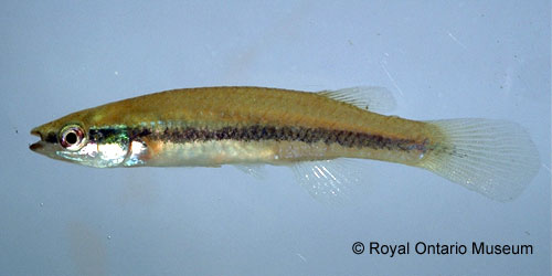 Blackstripe Topminnow photograph