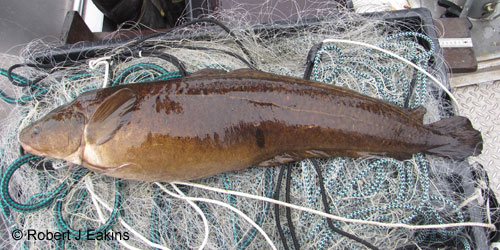 Burbot (ling) photograph