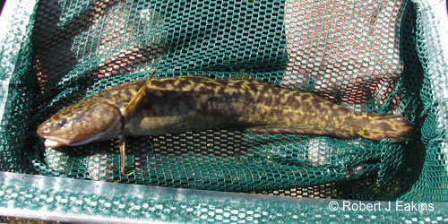 Burbot (ling) photograph
