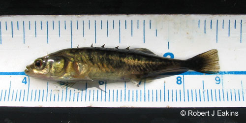Brook Stickleback photograph