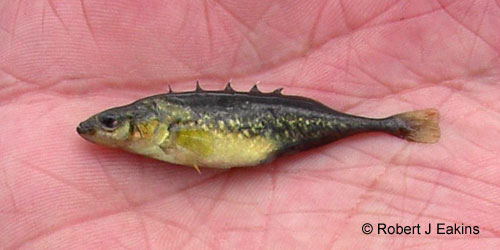 Brook Stickleback photograph