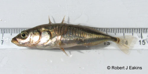 Threespine Stickleback photograph