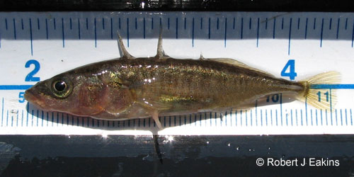 Threespine Stickleback photograph
