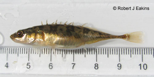 Ninespine Stickleback photograph