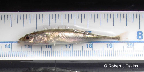 Ninespine Stickleback photograph