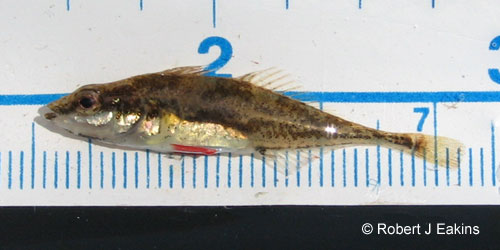 Fourspine Stickleback photograph