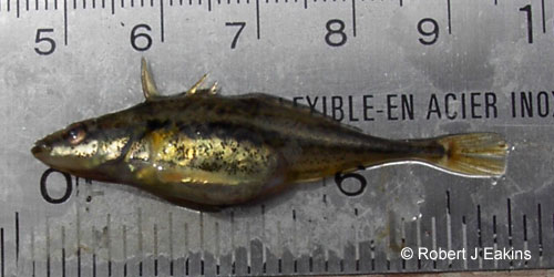 Fourspine Stickleback photograph