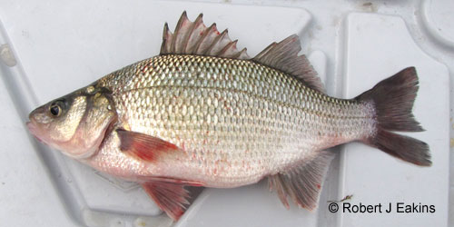 White Perch photograph