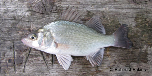 White Perch photograph